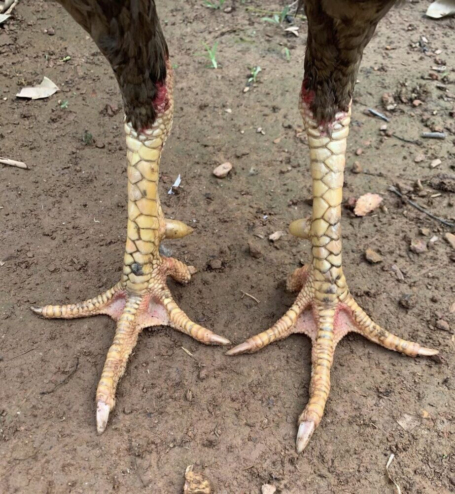 Giới thiệu về vảy vấn cán ở gà