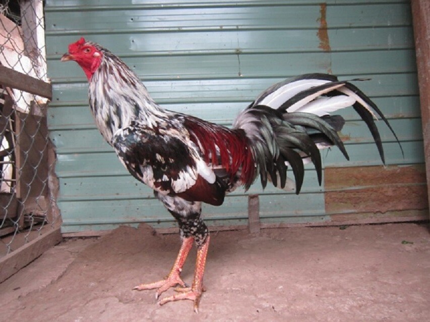 Gà linh kê có đáng để đầu tư không?