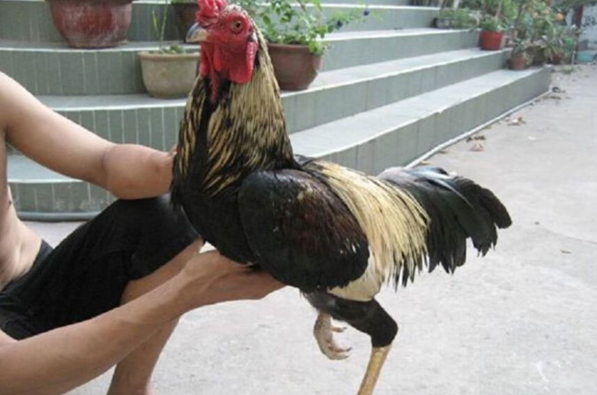 Lý do cần luyện cơ chân cho gà chiến là gì?