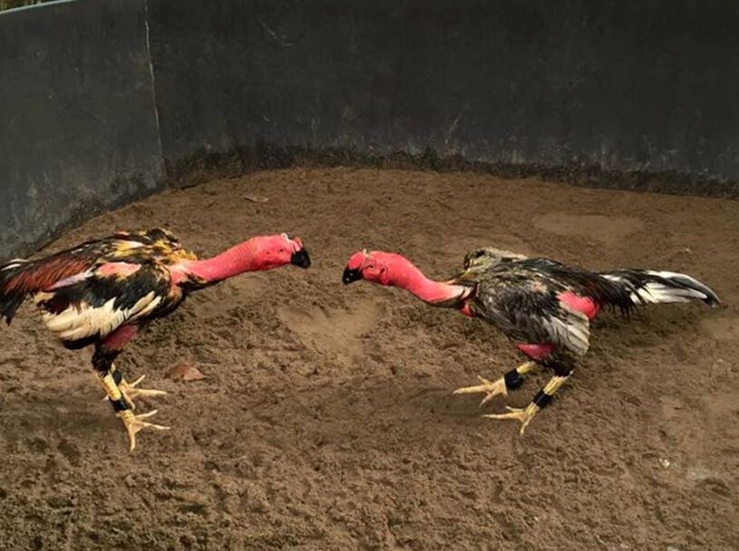 Lưu ý khi thực hiện quy trình đào tạo gà chiến 